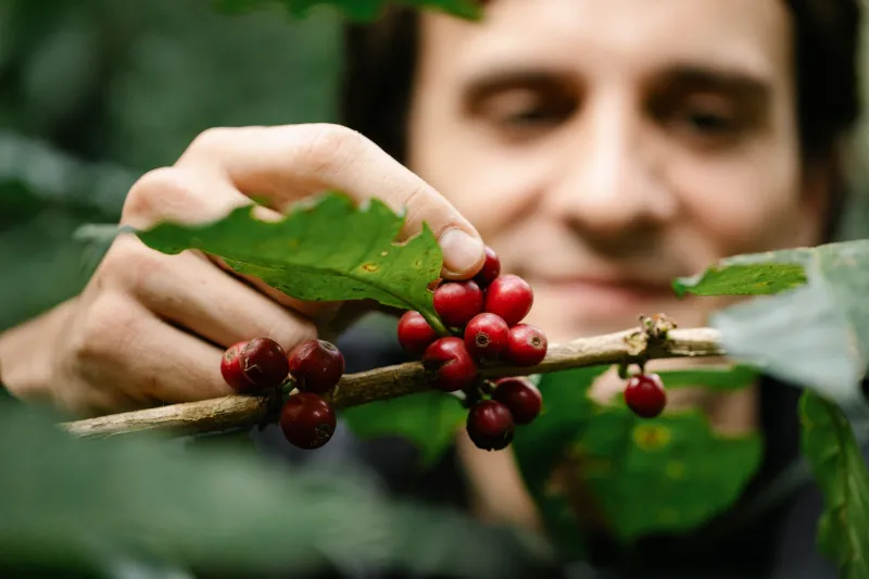 Cherry to Cup: The Honest Story Behind Every Bag of Hawaiian Single-Origin Coffee