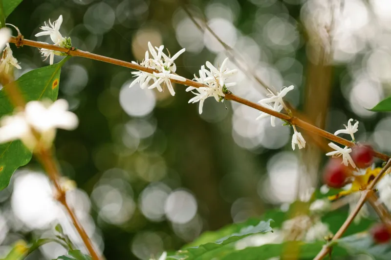 Roots in the Soil: How Hawaiian Farmers Are Bringing Old-World Wisdom Back to Your Coffee Cup