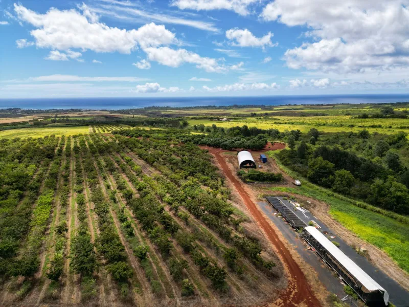 One Archipelago, Seven Flavors: Your Island-by-Island Guide to Hawaiian Coffee